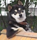 Avatar de usuário